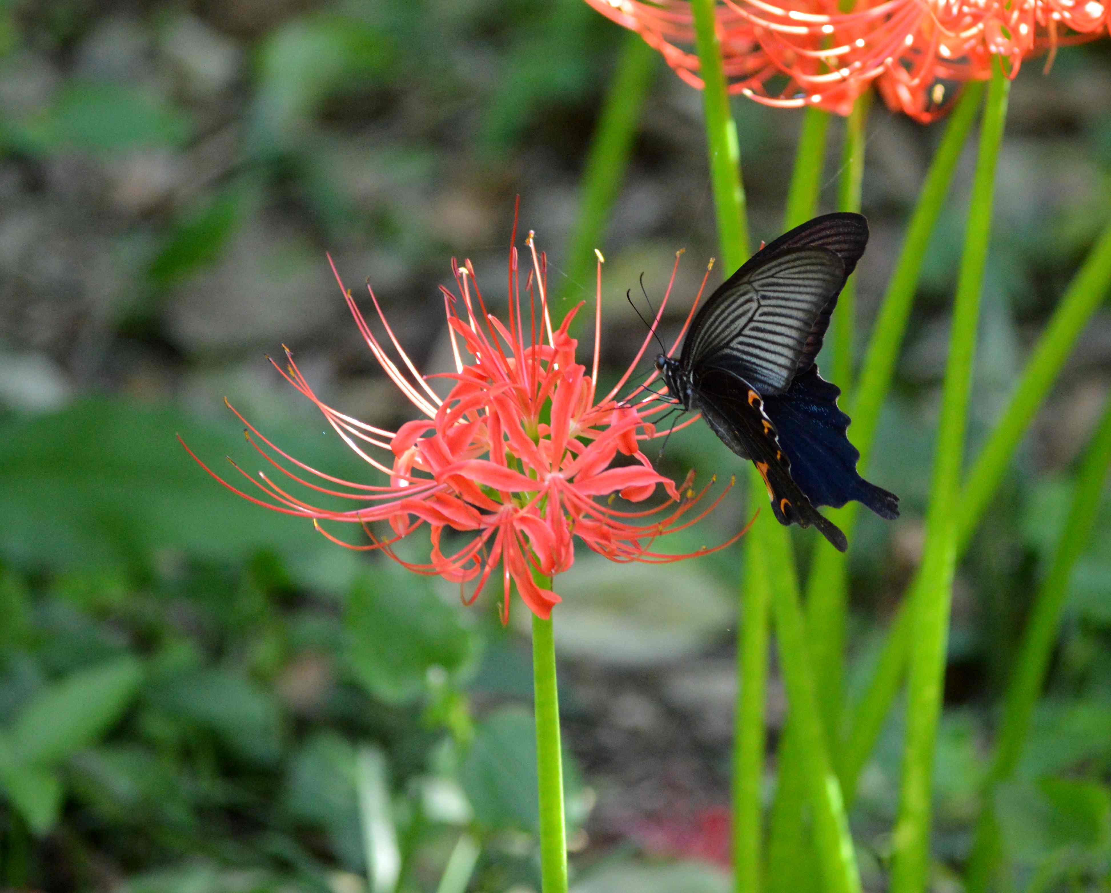 クロアゲハ他 with彼岸花_d0254540_4292278.jpg