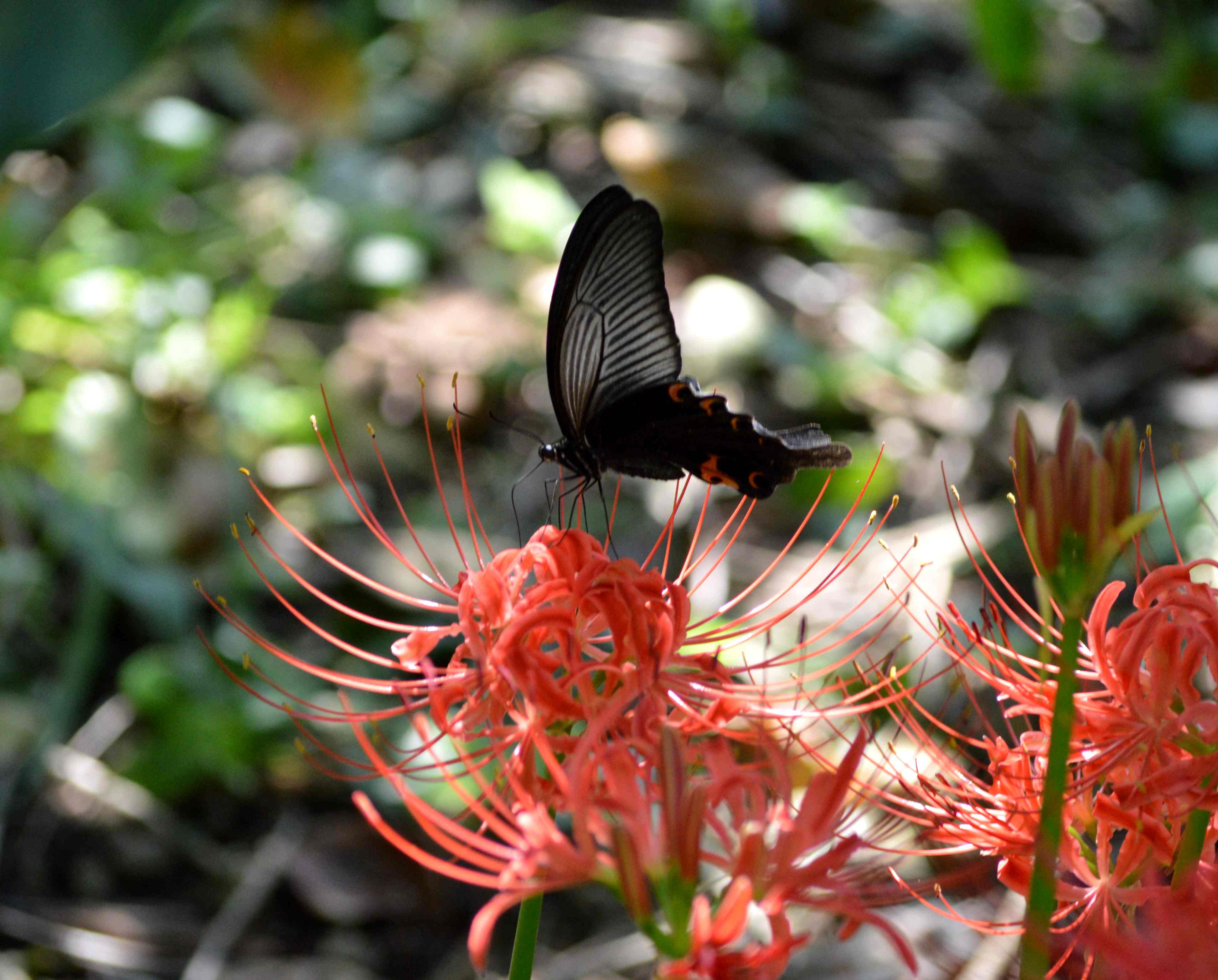 クロアゲハ他 with彼岸花_d0254540_4293293.jpg