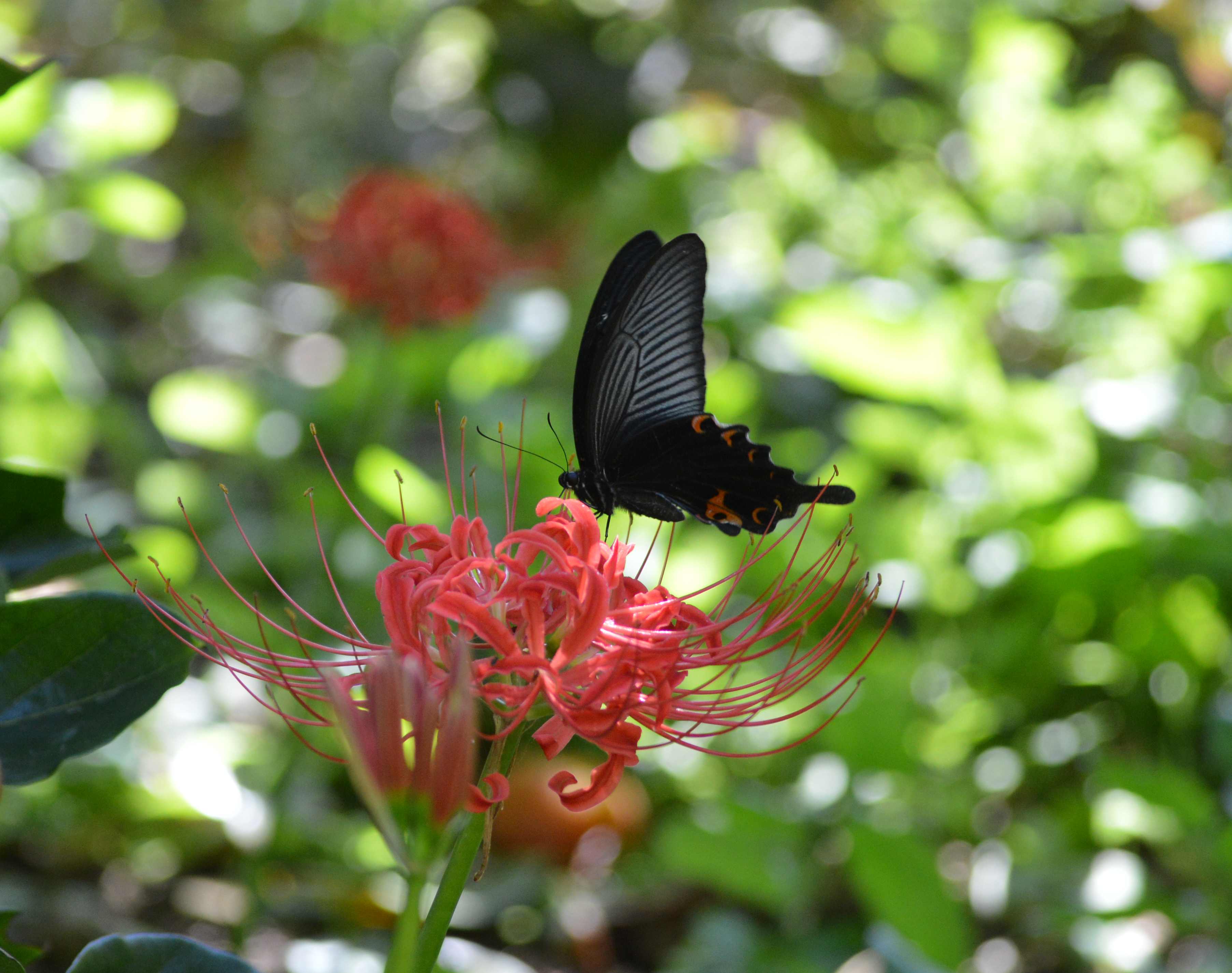 クロアゲハ他　with彼岸花_d0254540_4294745.jpg