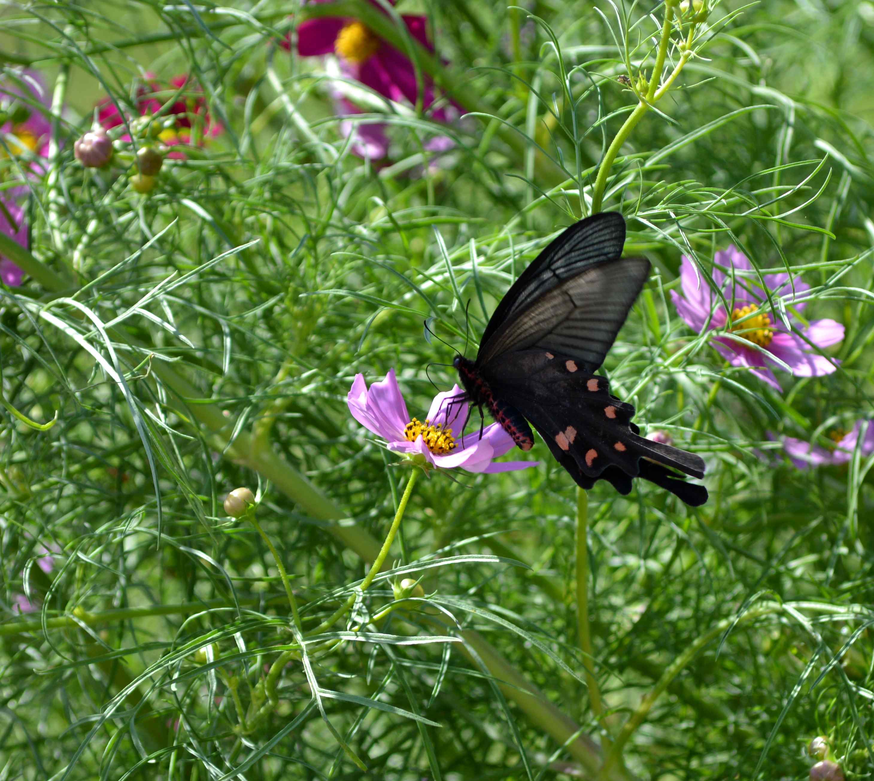 クロアゲハ他 with彼岸花_d0254540_4301727.jpg