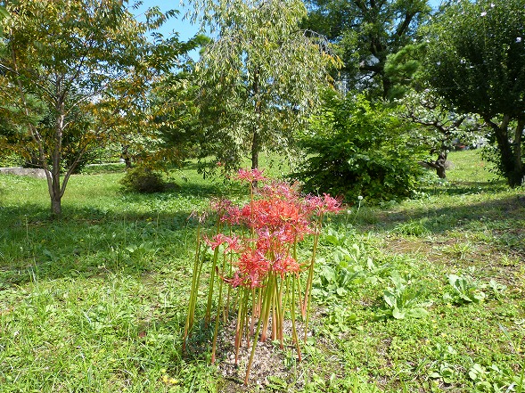 智積院の彼岸花_b0299042_1814307.jpg