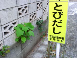 すきまからとびだす_c0127043_21082685.jpg