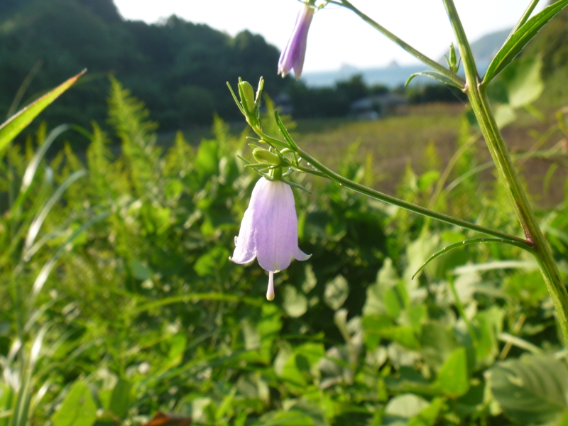 初秋の～花盛り_a0170146_21381349.jpg