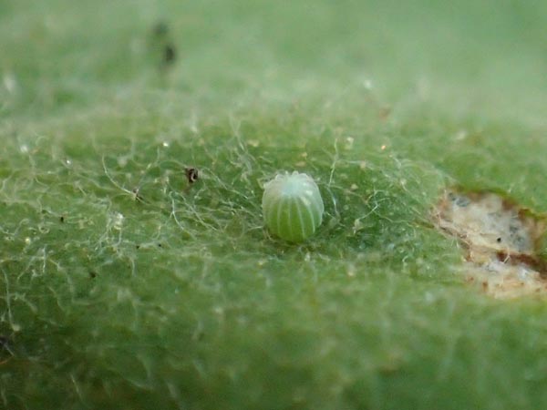 c0045352_1645277.jpg