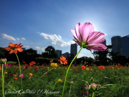 花のある風景　青空のコスモス畑_b0133053_1374474.jpg