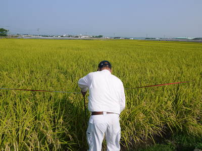 砂田米　砂田のれんげ米が今年も黄金色に色付きました！まもなく稲刈り!!新米のご予約受付スタート!!_a0254656_18353380.jpg