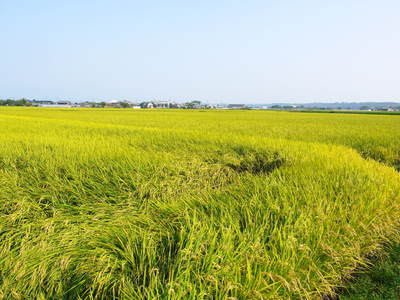 砂田米　砂田のれんげ米が今年も黄金色に色付きました！まもなく稲刈り!!新米のご予約受付スタート!!_a0254656_1859265.jpg