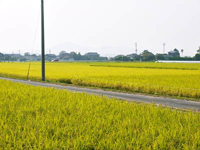 砂田米 砂田のれんげ米が今年も黄金色に色付きました!まもなく稲刈り!!新米のご予約受付スタート!!_a0254656_19384153.jpg