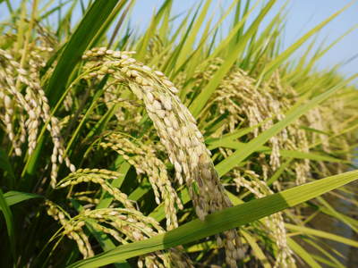 砂田米　砂田のれんげ米が今年も黄金色に色付きました！まもなく稲刈り!!新米のご予約受付スタート!!_a0254656_1944918.jpg
