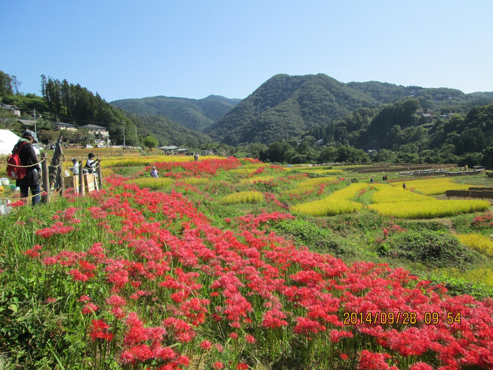 寺坂棚田の彼岸花祭り 秩父 横瀬町 秩父発 shizuの気まゝなブログ 寺坂棚田の彼岸花祭り 秩父 横瀬町 秩父発 shizuの気まゝなブログ