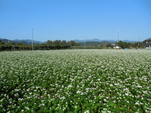 そば畑は白い花が満開です。_c0332682_20134223.jpg