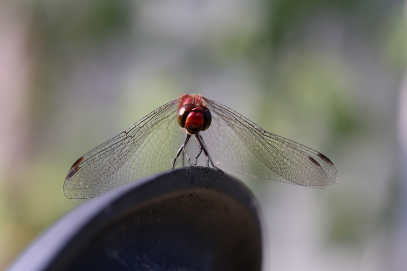 2014.09.29　アキアカネ（赤とんぼ）_f0140087_88592.jpg