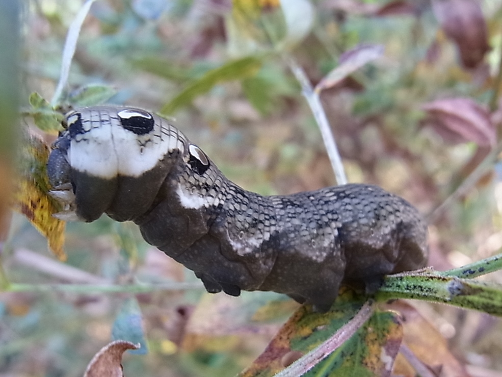 ベニスズメの幼虫の威嚇ポーズ 写ればおっけー コンデジで虫写真