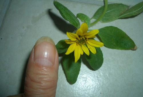 f0346196_07272677.png