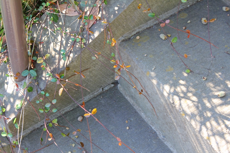 c0204298_1132066.jpg