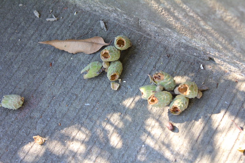 c0204298_1132984.jpg