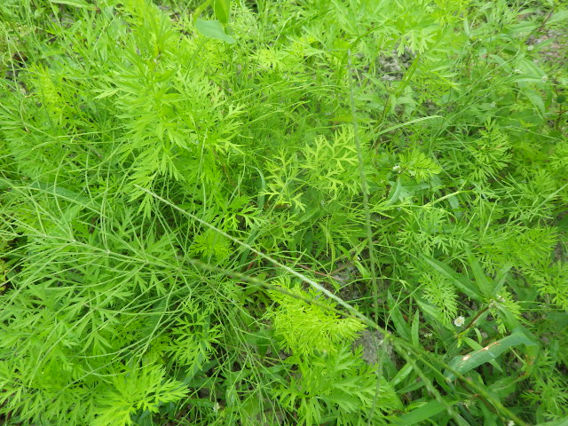 c0280206_92548.jpg
