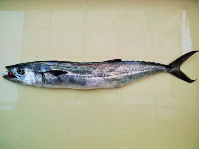 e0113508_10262021.jpg