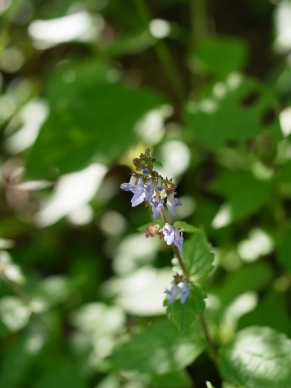 奥多摩の花々_e0276411_22101335.jpg