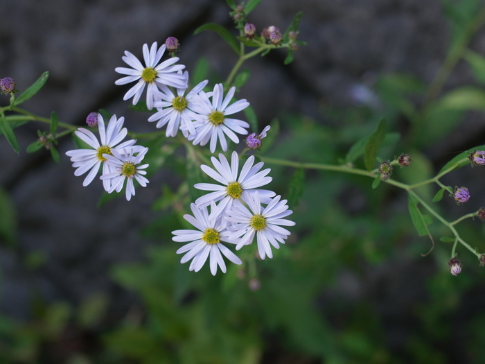 奥多摩の花々_e0276411_22112063.jpg