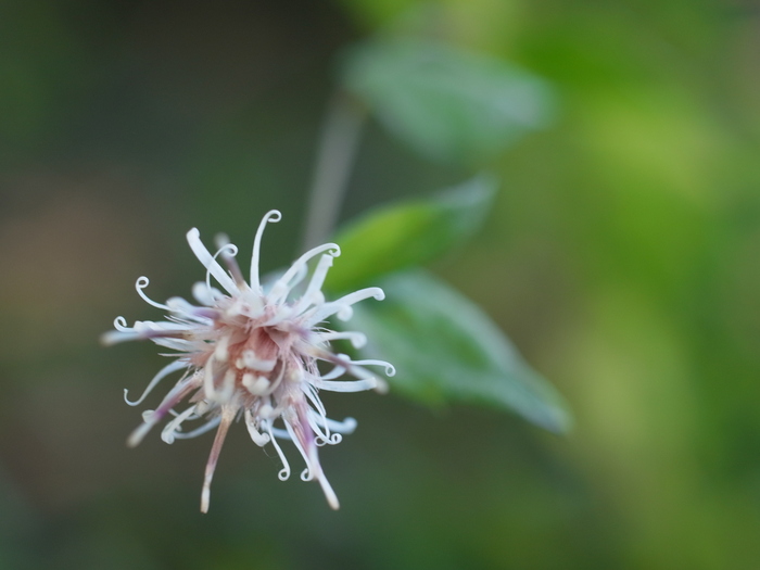 奥多摩の花々_e0276411_22113429.jpg