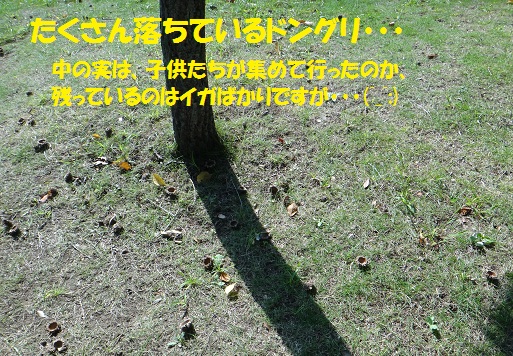 f0121712_16165058.jpg