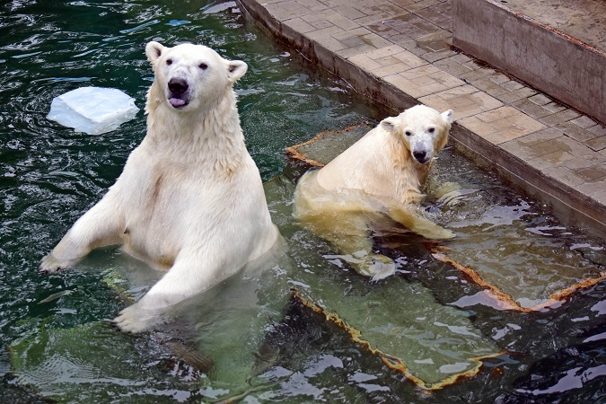ノヴォシビルスク動物園訪問二日目 ~ ゲルダお母さんとシルカの不安定な関係_a0151913_11534100.jpg