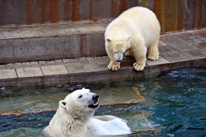 ノヴォシビルスク動物園訪問二日目 ~ ゲルダお母さんとシルカの不安定な関係_a0151913_1154363.jpg