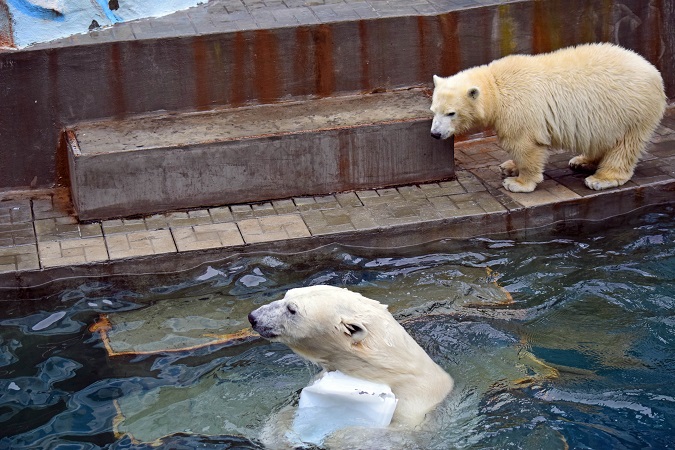 ノヴォシビルスク動物園訪問二日目 ~ ゲルダお母さんとシルカの不安定な関係_a0151913_1155438.jpg