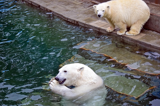ノヴォシビルスク動物園訪問二日目 ~ ゲルダお母さんとシルカの不安定な関係_a0151913_116139.jpg