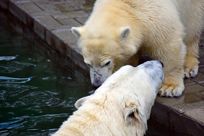 ノヴォシビルスク動物園訪問二日目 ~ ゲルダお母さんとシルカの不安定な関係_a0151913_1161521.jpg