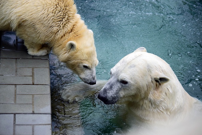 ノヴォシビルスク動物園訪問二日目 ~ ゲルダお母さんとシルカの不安定な関係_a0151913_1162530.jpg