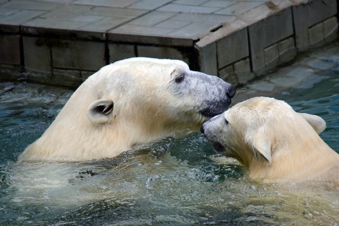 ノヴォシビルスク動物園訪問二日目 ~ ゲルダお母さんとシルカの不安定な関係_a0151913_1163257.jpg