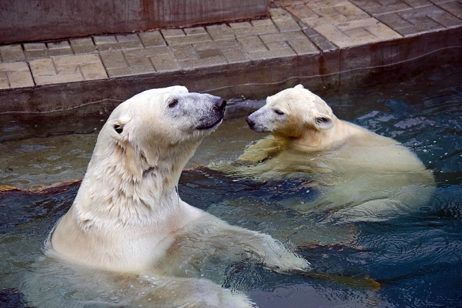 ノヴォシビルスク動物園訪問二日目 ~ ゲルダお母さんとシルカの不安定な関係_a0151913_1164136.jpg
