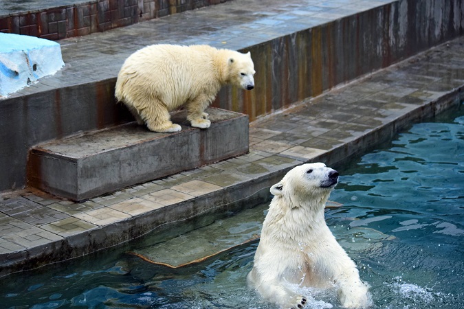 ノヴォシビルスク動物園訪問二日目 ~ ゲルダお母さんとシルカの不安定な関係_a0151913_1165531.jpg