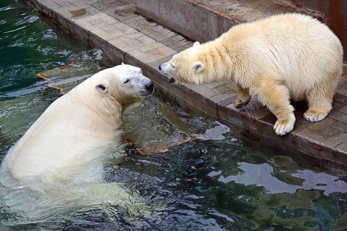 ノヴォシビルスク動物園訪問二日目 ~ ゲルダお母さんとシルカの不安定な関係_a0151913_116836.jpg