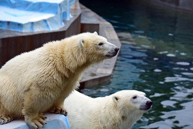 ノヴォシビルスク動物園訪問二日目 ~ ゲルダお母さんとシルカの不安定な関係_a0151913_1171375.jpg