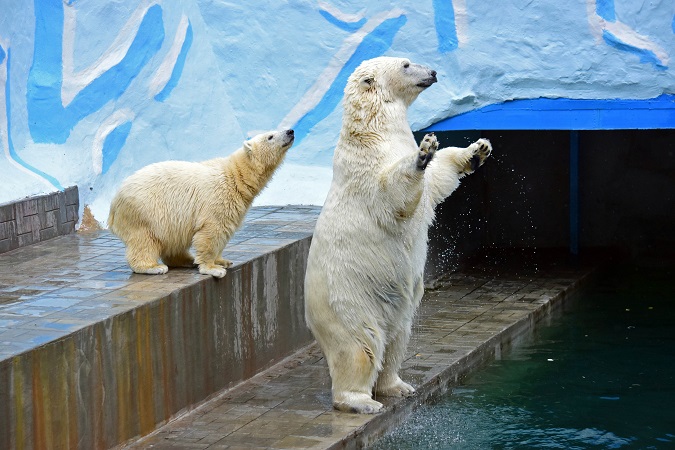 ノヴォシビルスク動物園訪問二日目 ~ ゲルダお母さんとシルカの不安定な関係_a0151913_1172322.jpg