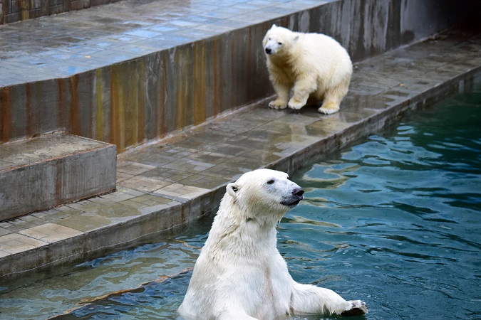ノヴォシビルスク動物園訪問二日目 ~ ゲルダお母さんとシルカの不安定な関係_a0151913_1173796.jpg