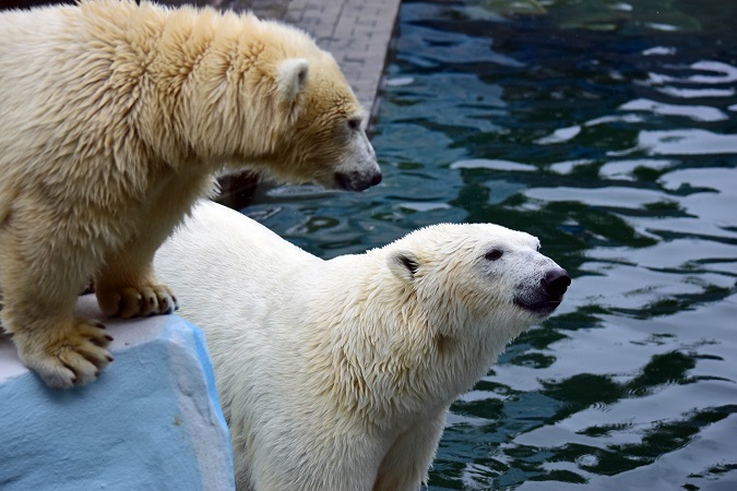 ノヴォシビルスク動物園訪問二日目 ~ ゲルダお母さんとシルカの不安定な関係_a0151913_1174730.jpg