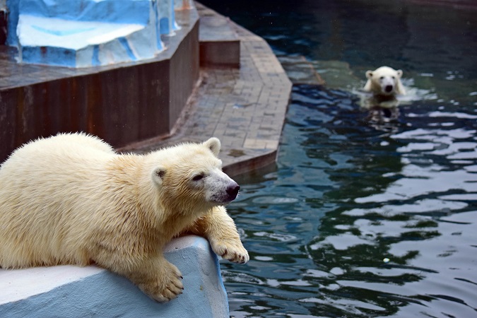 ノヴォシビルスク動物園訪問二日目 ~ ゲルダお母さんとシルカの不安定な関係_a0151913_1175697.jpg