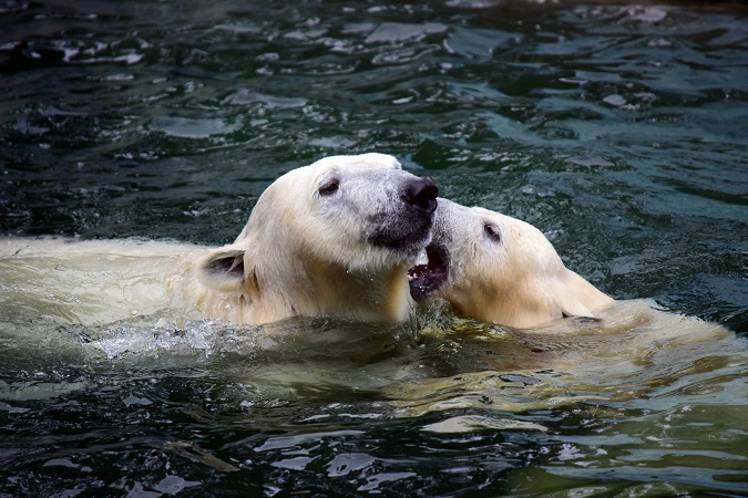 ノヴォシビルスク動物園訪問二日目 ~ ゲルダお母さんとシルカの不安定な関係_a0151913_14514100.jpg