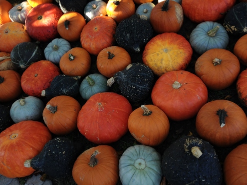 飾りかぼちゃ色々 今日は何しよう