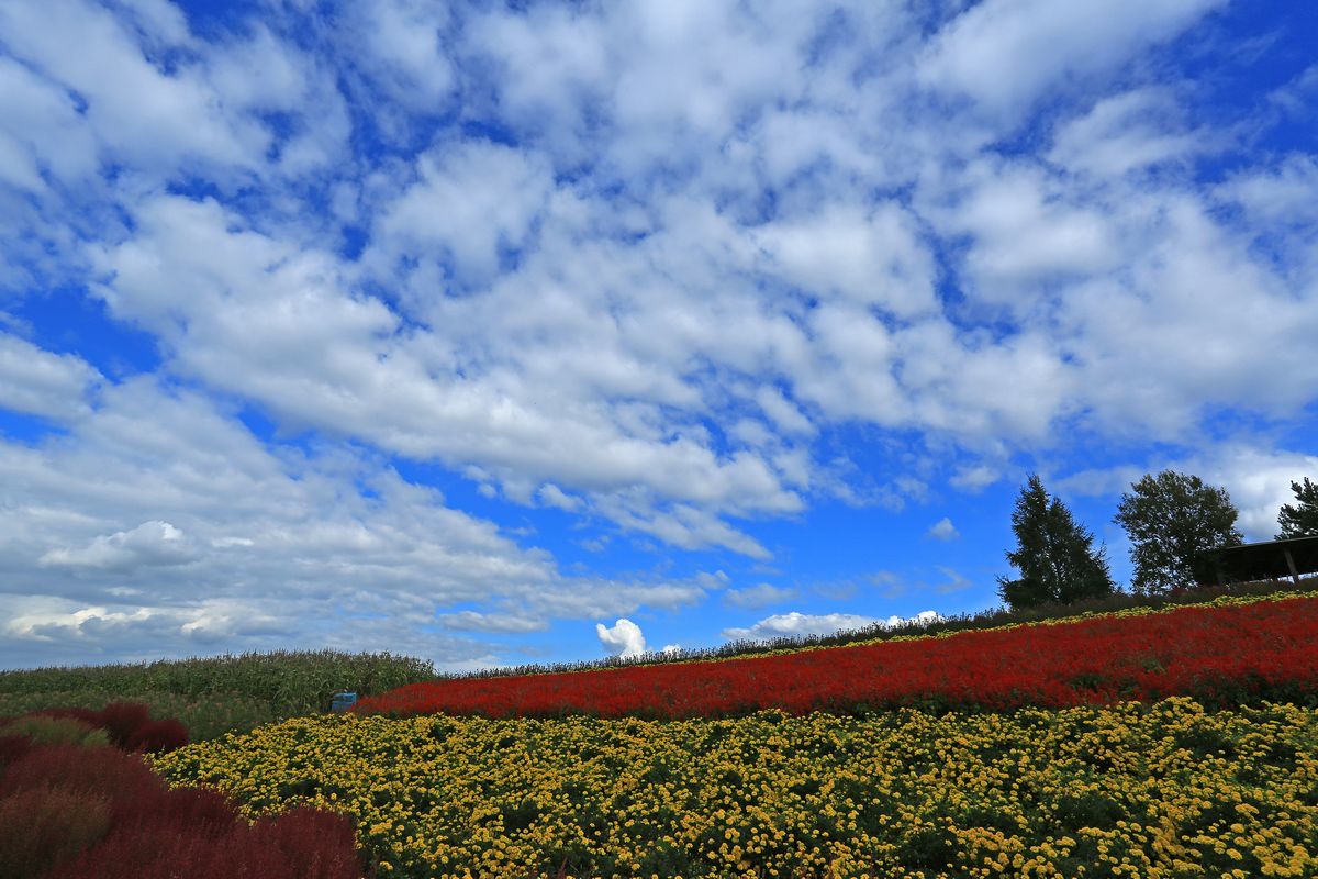 美瑛・富良野の旅　⑥　花畑_c0104227_8122266.jpg