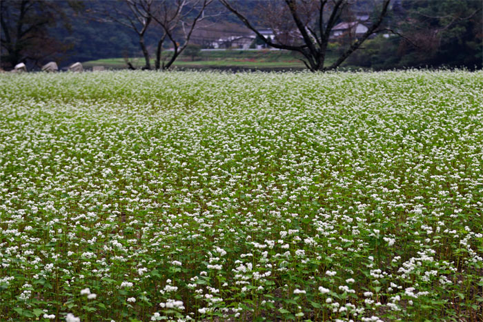 蕎麦の花咲く里_d0029829_1212214.jpg