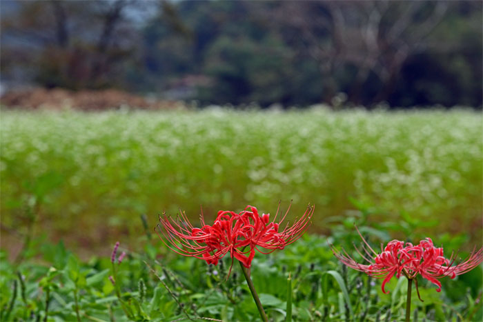 蕎麦の花咲く里_d0029829_121327.jpg