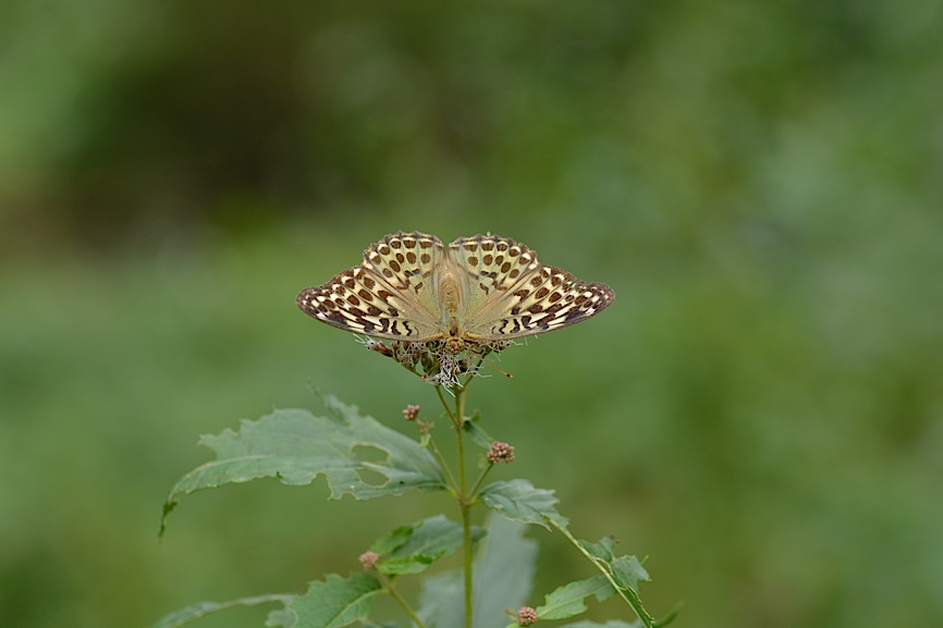 平地のミドリヒョウモン、ほか（2014年9月30日） _d0303129_3124864.jpg