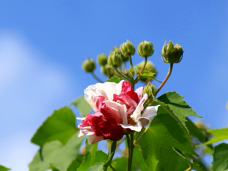 向島百花園その４_f0229832_16333953.jpg