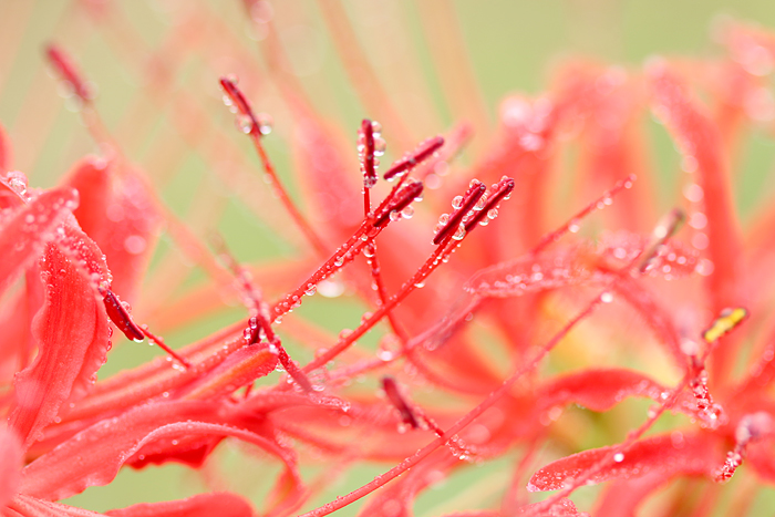 巾着田　曼珠沙華******_b0049843_19592871.jpg