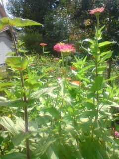 初秋の 百日紅 と 百日草 寒 冬秀 つれづれなるままに写メ 初秋の 百日紅 と 百日草 寒 冬秀 つれづれなるままに写メ
